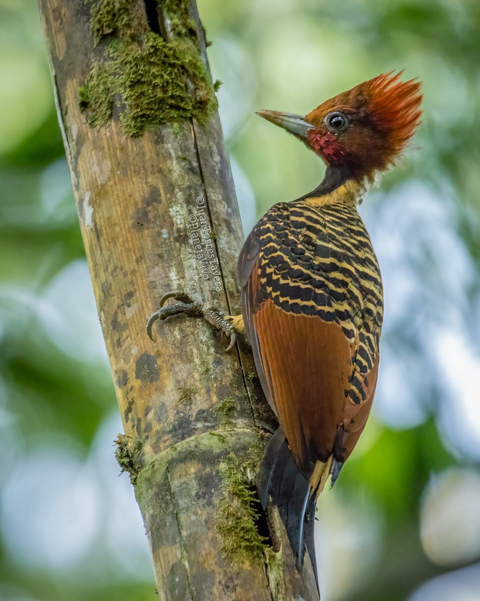 Rufous-headed Woodpecker - Juan Torres Tavera