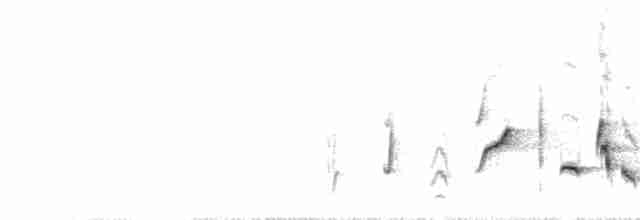  - Common Nightingale (megarhynchos/africana)