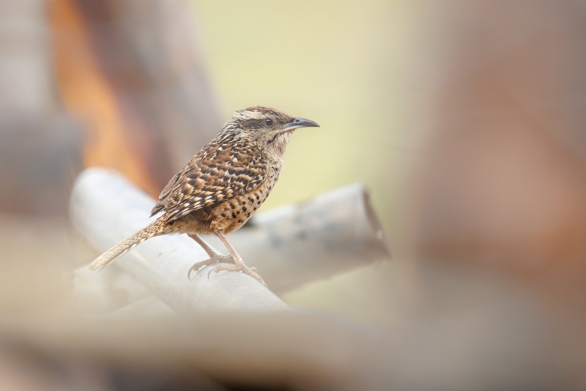 Spotted Wren - Thomas Ford-Hutchinson