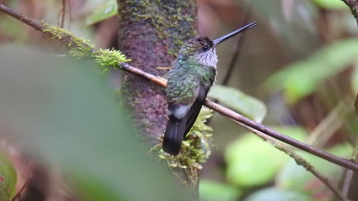 Tooth-billed Hummingbird - Julio Delgado www.piculetbirding.com