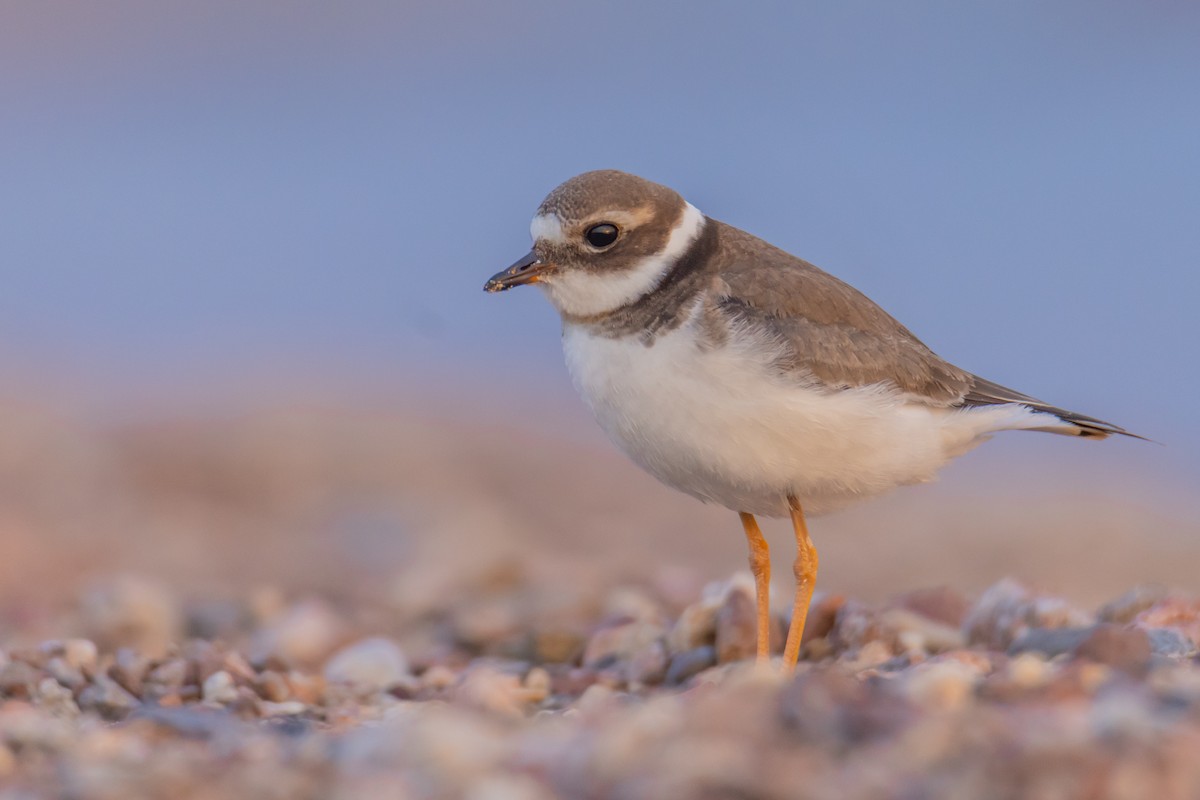 Common Ringed Plover - ML527788571