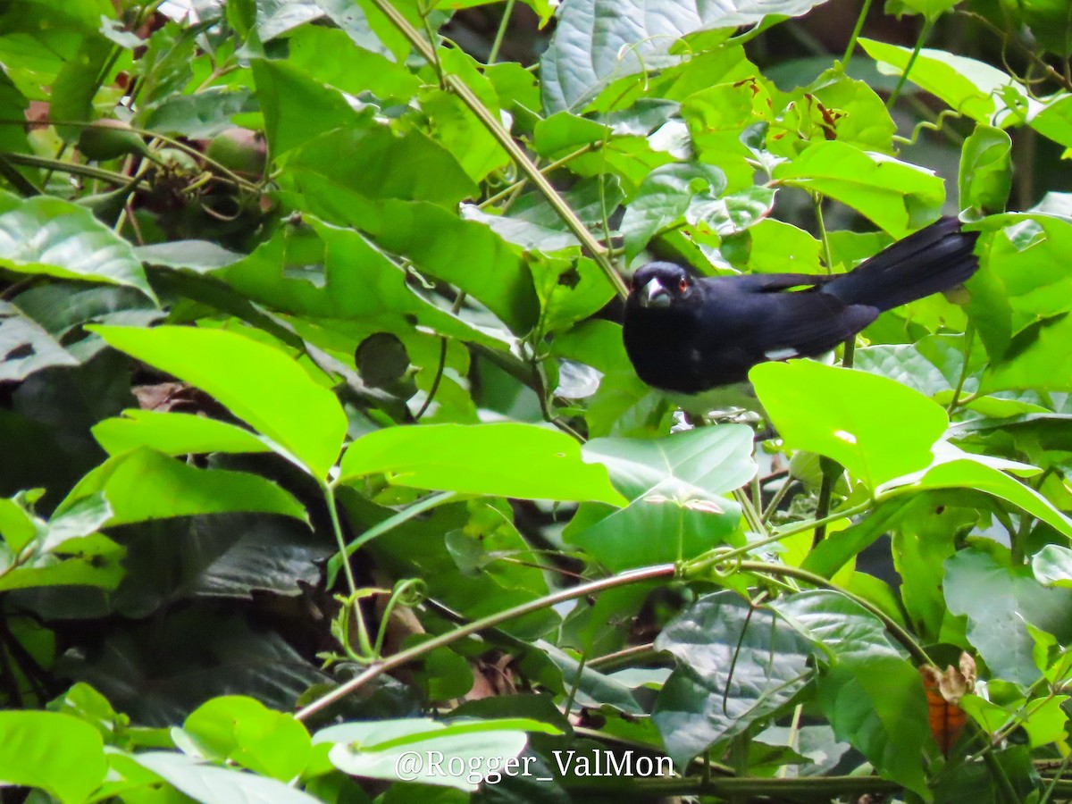 Black-and-white Tanager - ML527790301