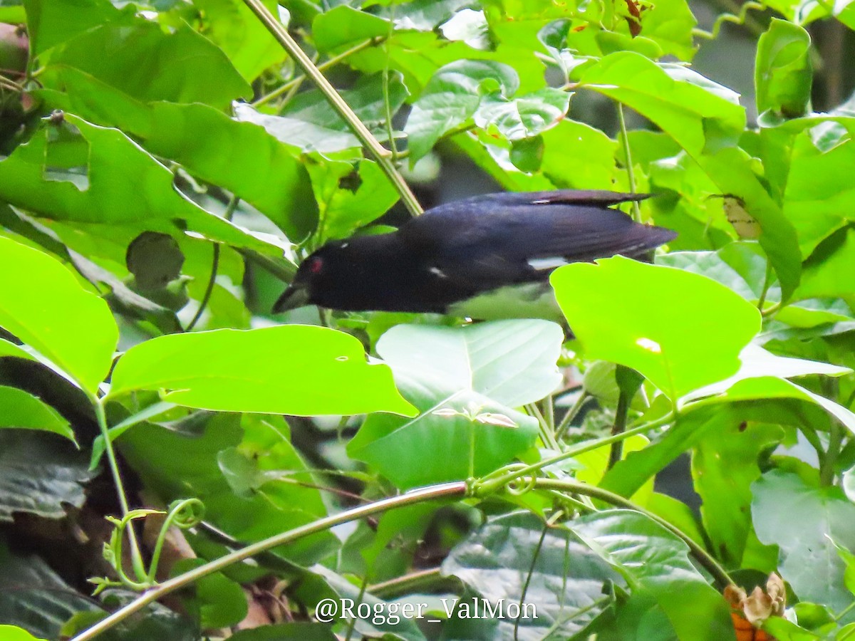 Black-and-white Tanager - ML527790311