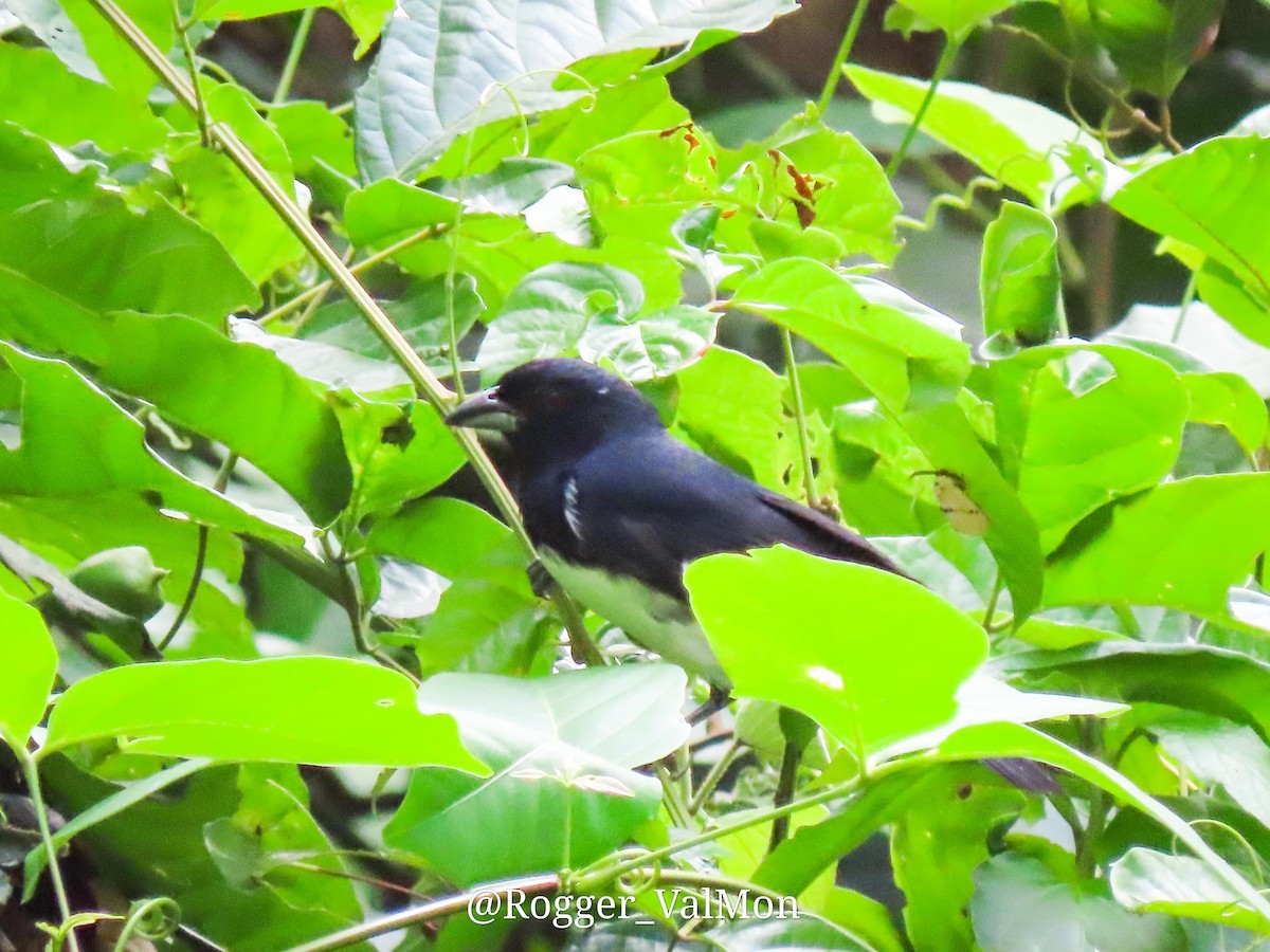 Black-and-white Tanager - ML527790321