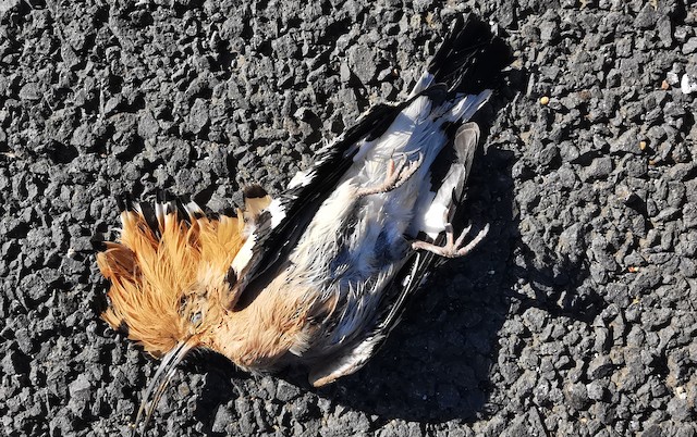 Dead bird from vehicle collision. - Eurasian Hoopoe - 