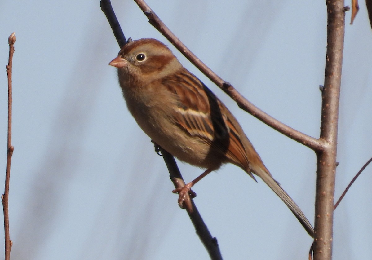 Field Sparrow - ML527793491