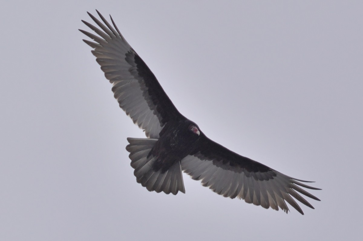 Turkey Vulture - ML527800981