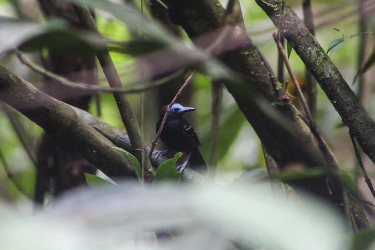 Bare-crowned Antbird - ML527807941