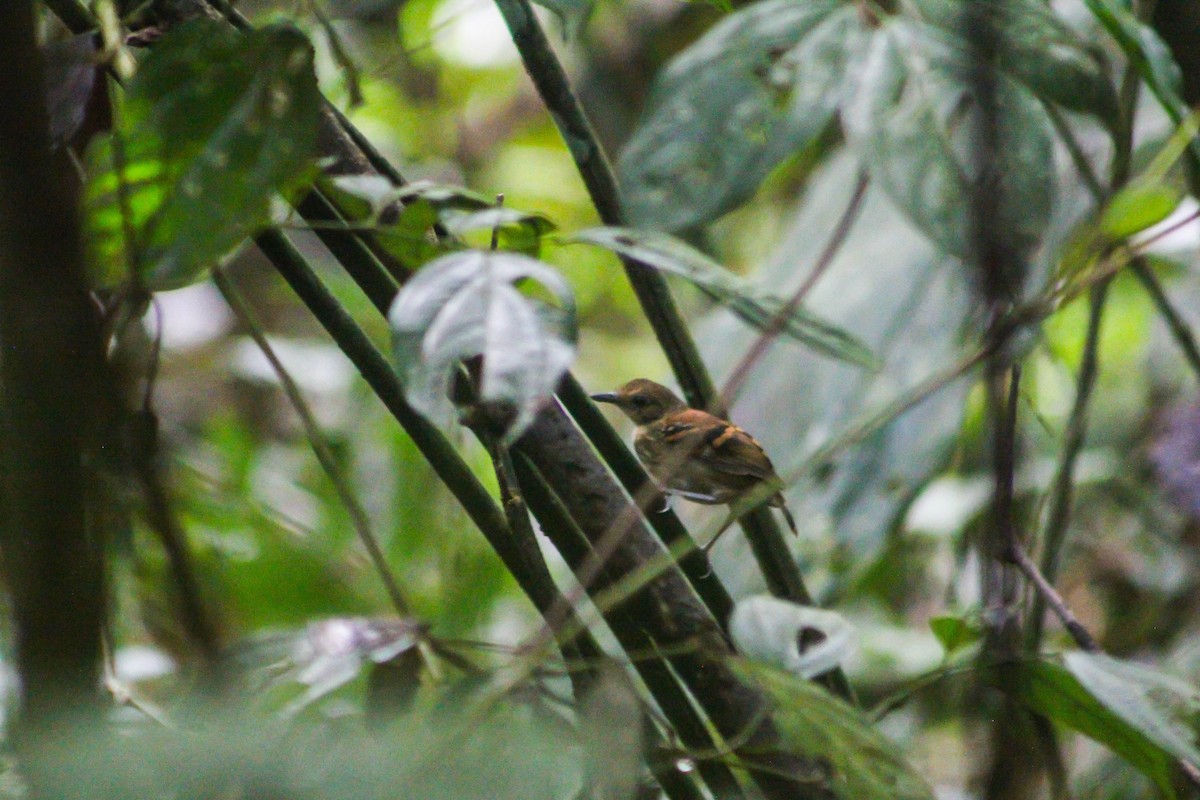 Spotted Antbird - ML527807951