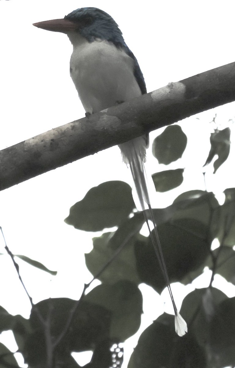 Biak Paradise-Kingfisher - Christine Stoughton Root