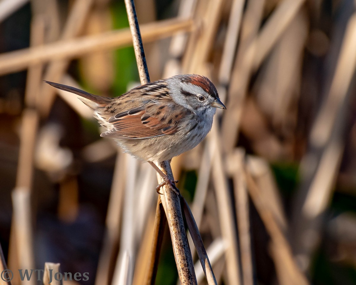 Swamp Sparrow - Wally Jones