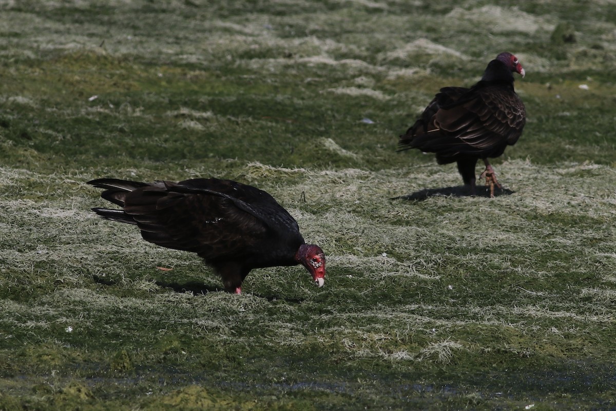 Turkey Vulture - ML527812171