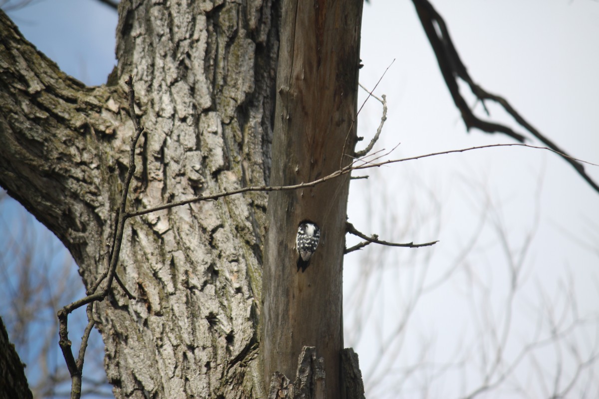 Downy Woodpecker - Russell Turner