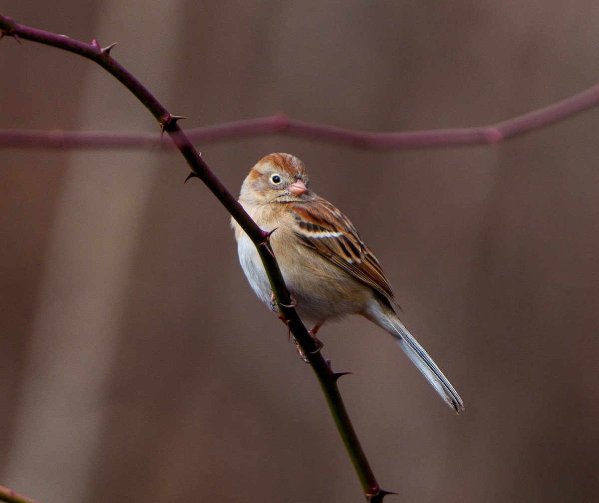 Field Sparrow - ML527815281