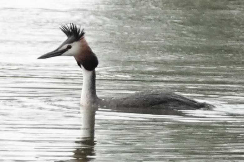 Great Crested Grebe - ML527815651
