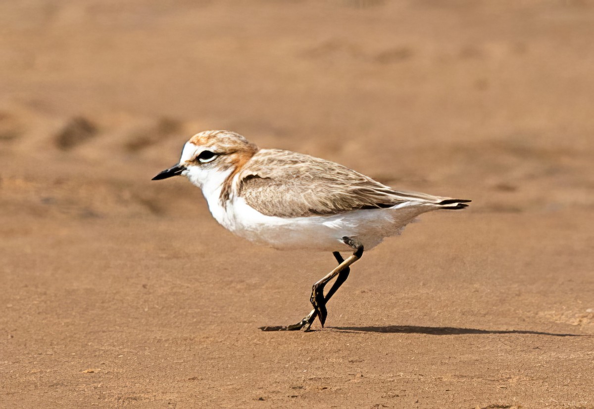 Red-capped Plover - ML527819041