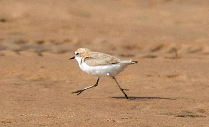 Red-capped Plover - ML527819081