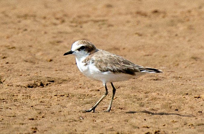 Red-capped Plover - ML527819101
