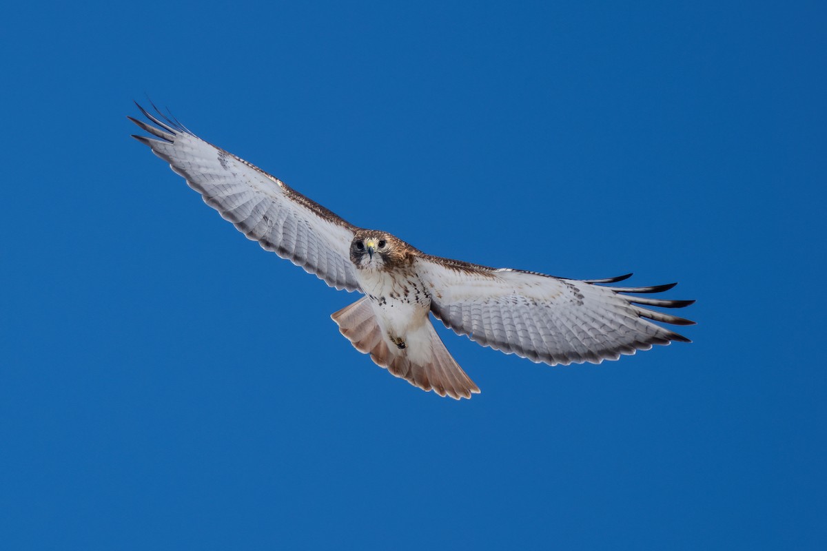 Red-tailed Hawk - ML527820681