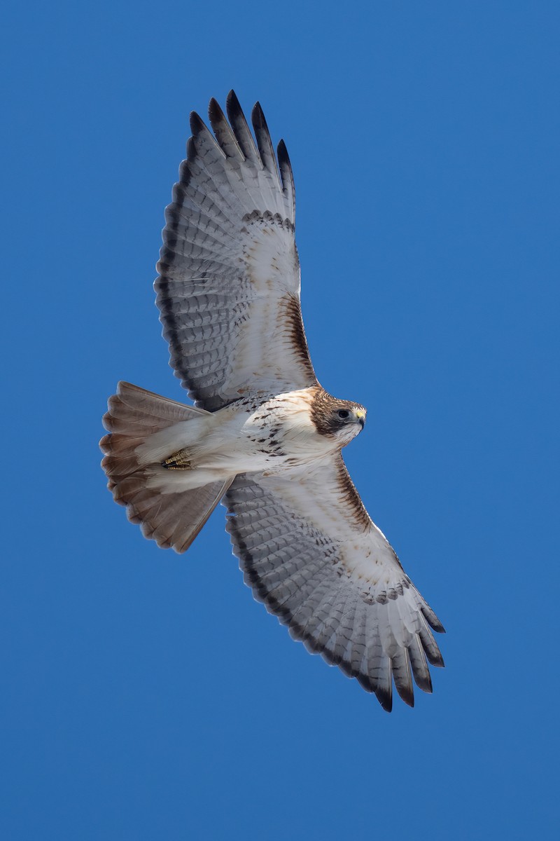 Red-tailed Hawk - ML527820691