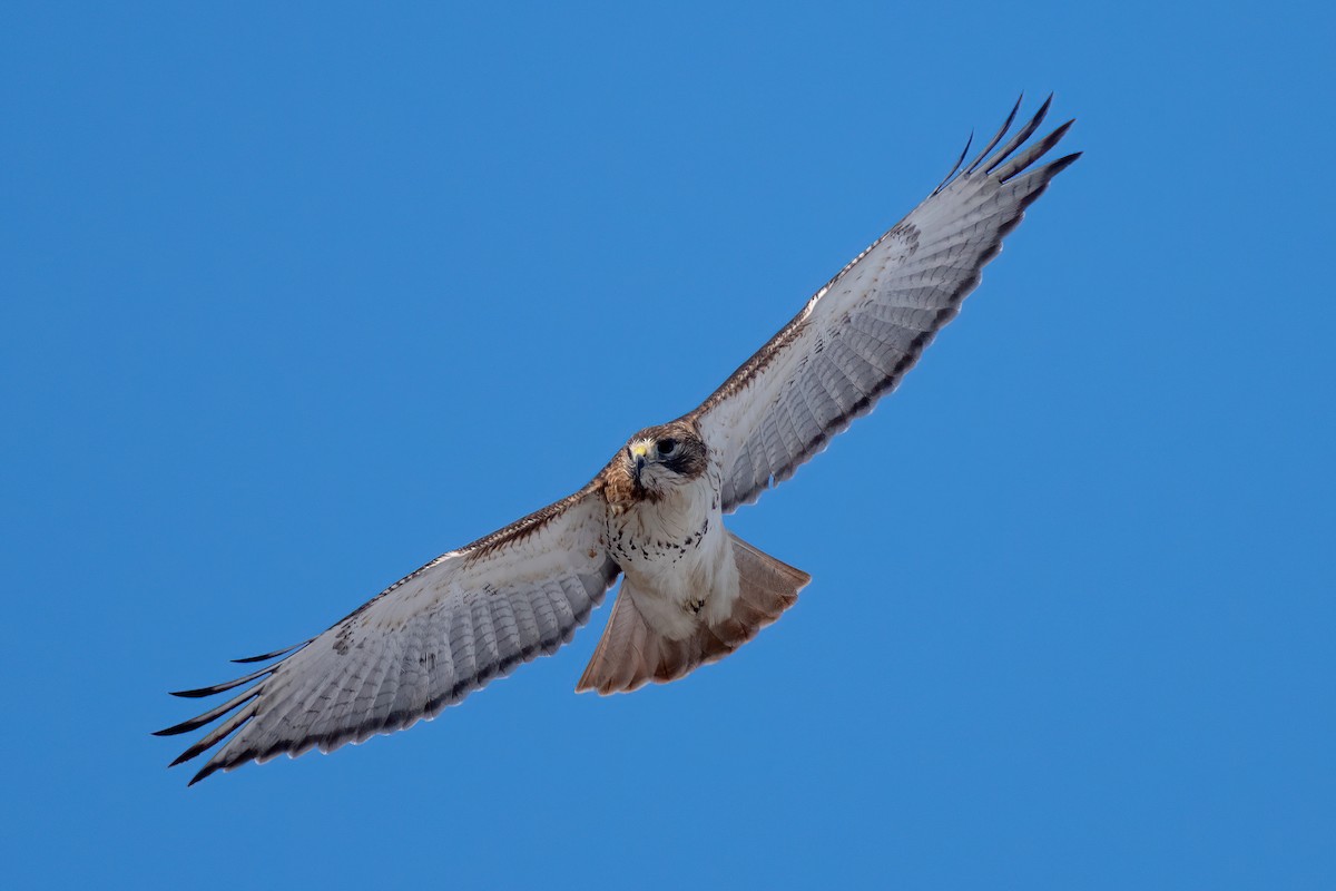 Red-tailed Hawk - ML527820701