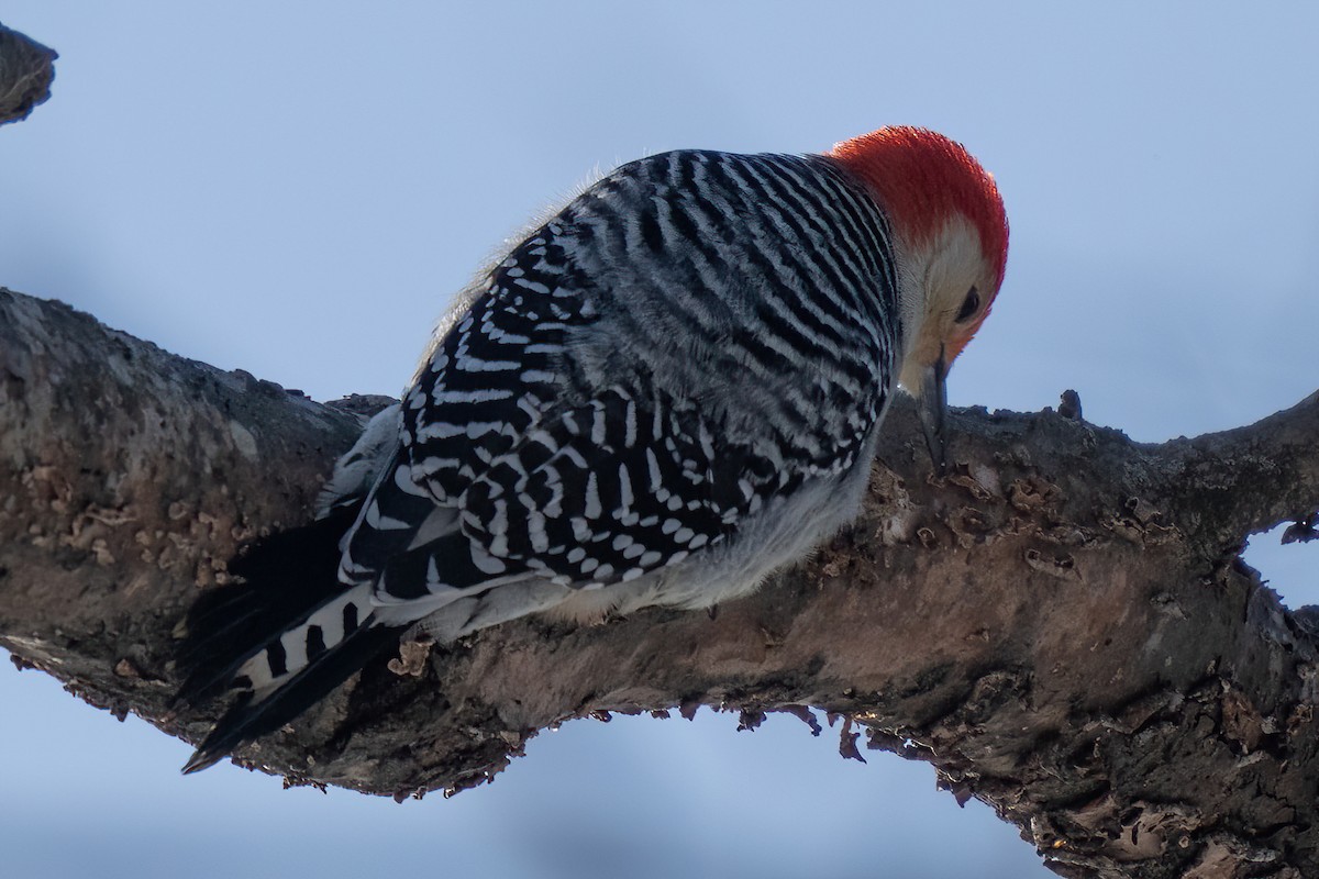 Red-bellied Woodpecker - ML527820761