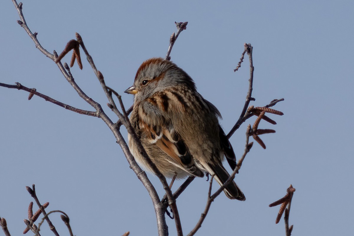 American Tree Sparrow - ML527820981