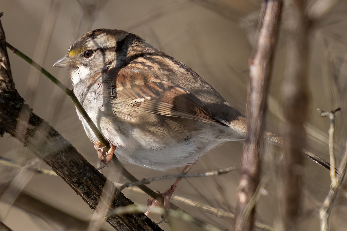 White-throated Sparrow - ML527821061