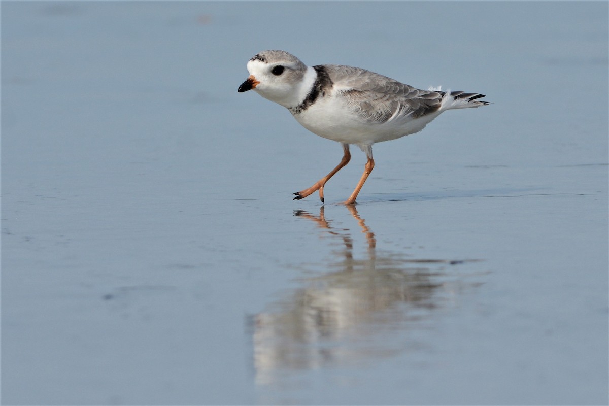 Piping Plover - David Hollie