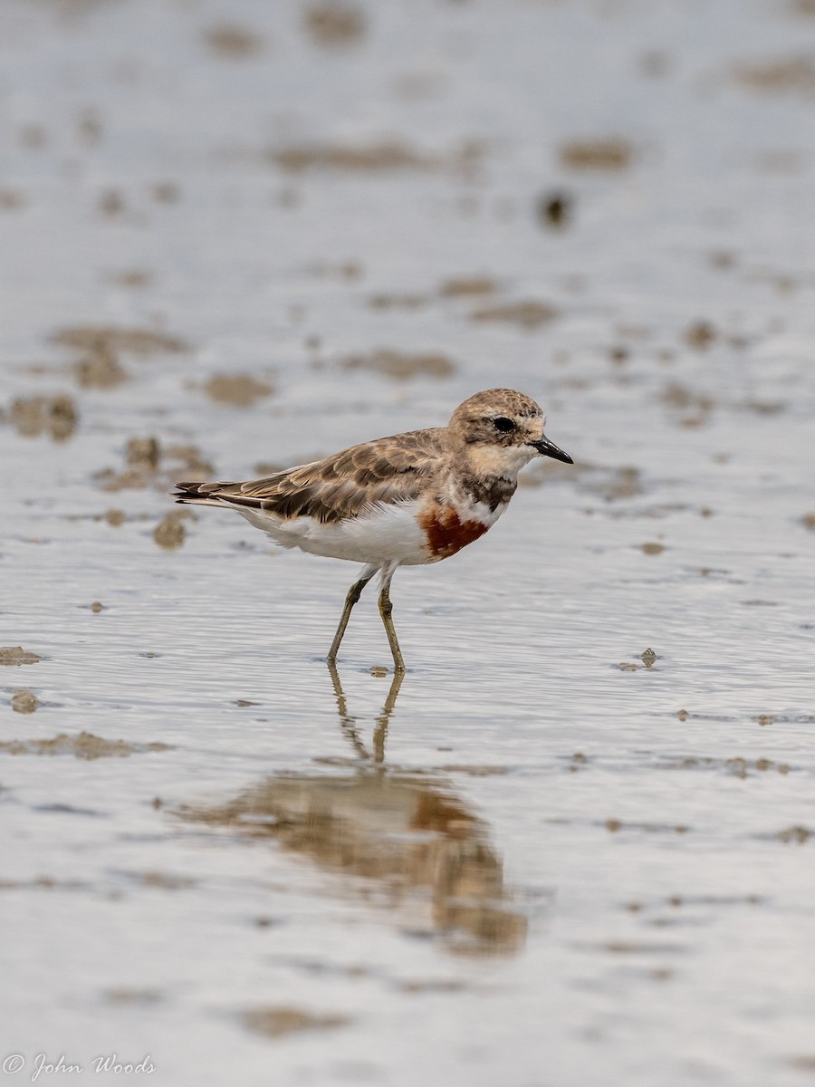 Double-banded Plover - ML527824761