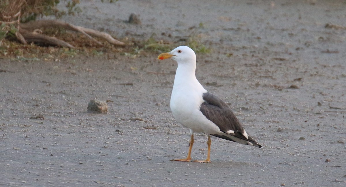 Yellow-footed Gull - ML527826391