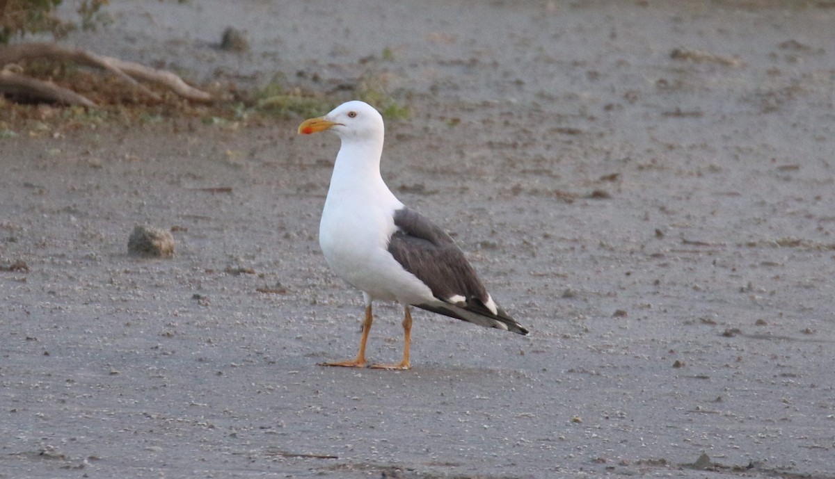 Yellow-footed Gull - ML527826401