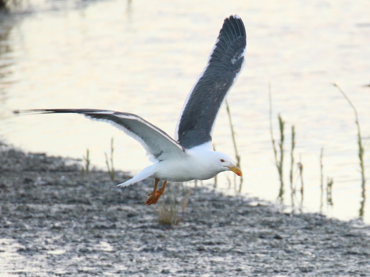 Yellow-footed Gull - ML527826411