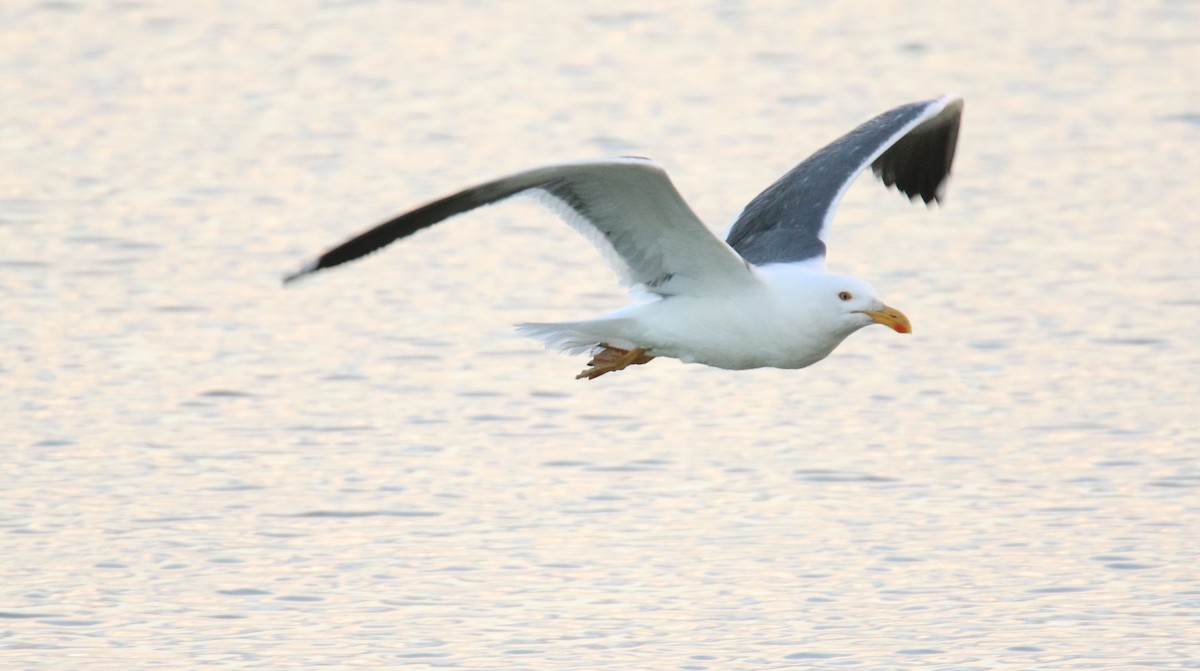 Yellow-footed Gull - ML527826421