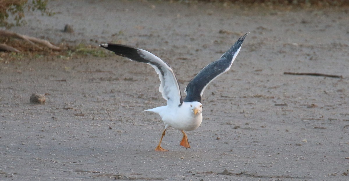 Yellow-footed Gull - ML527826441