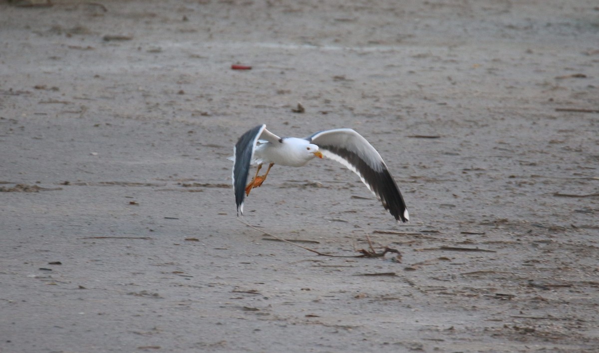 Yellow-footed Gull - ML527826451