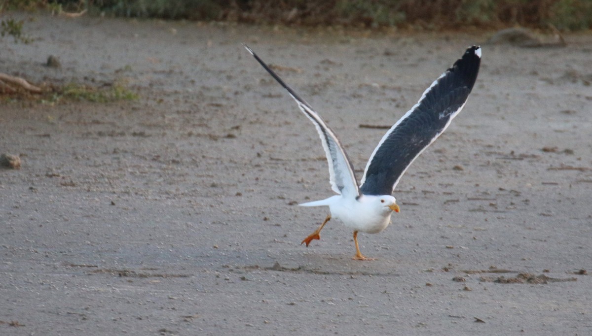 Yellow-footed Gull - ML527826461