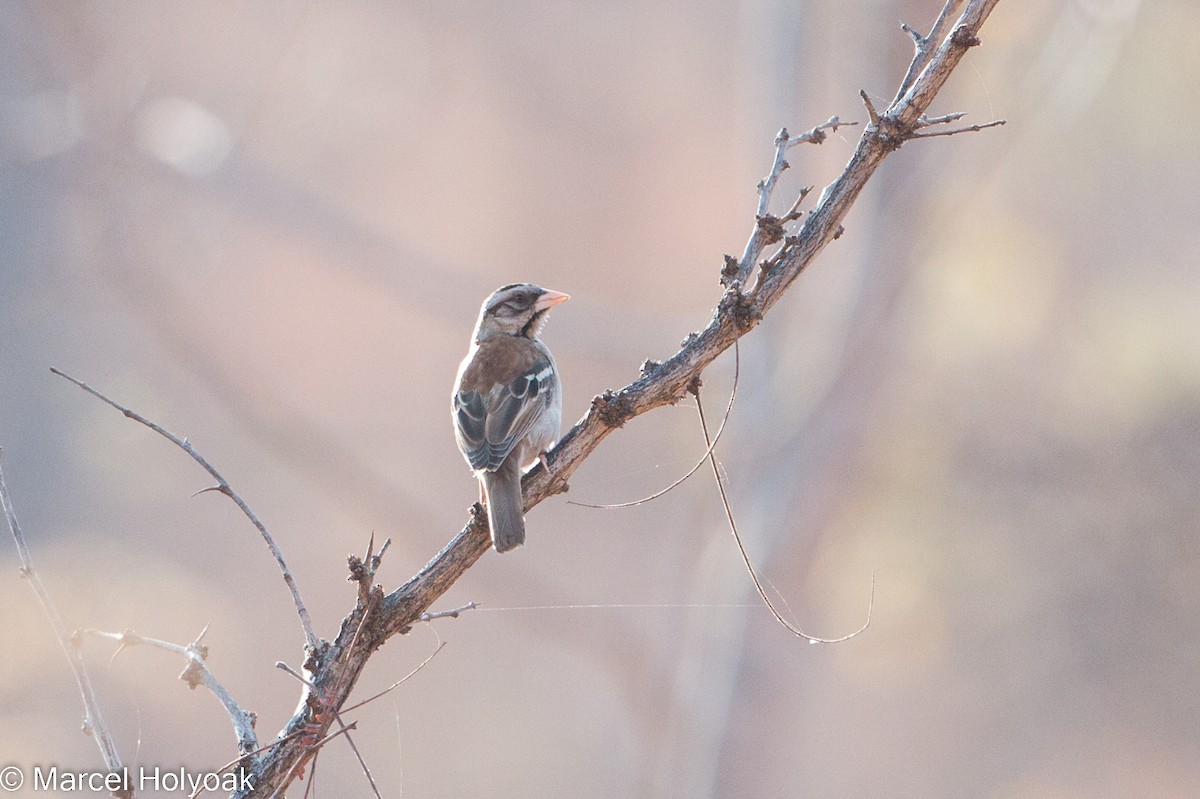 Chestnut-backed Sparrow-Weaver - Marcel Holyoak
