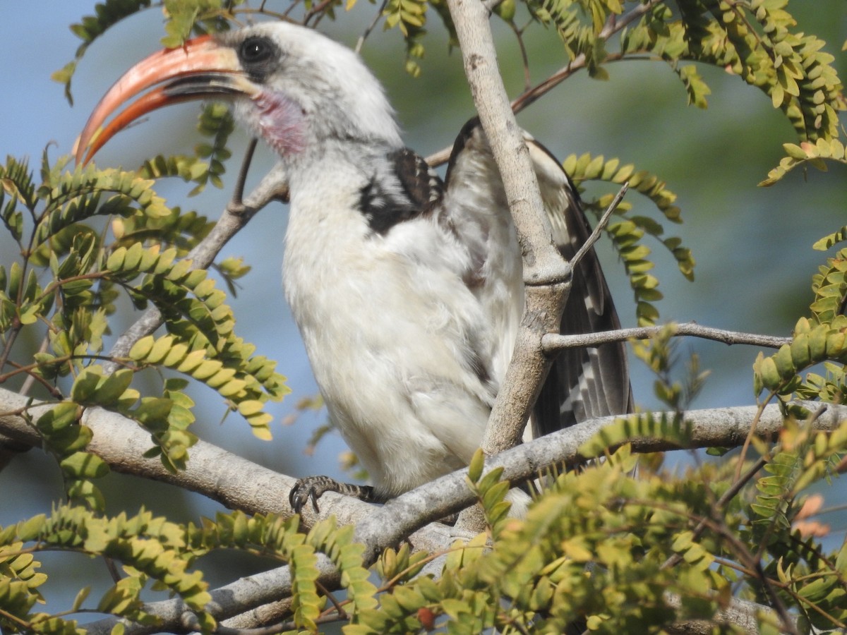 Western Red-billed Hornbill - Jon Iratzagorria Garay