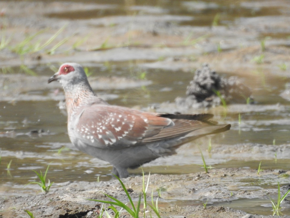Speckled Pigeon - ML527847221