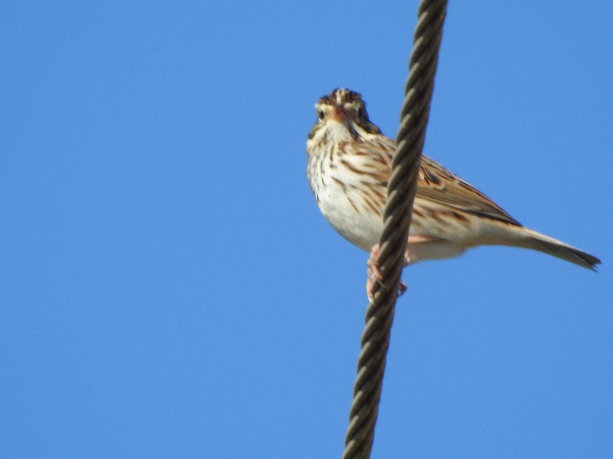 Savannah Sparrow - ML527850141