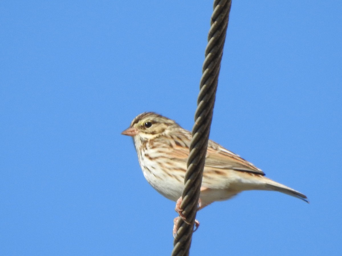Savannah Sparrow - ML527850151