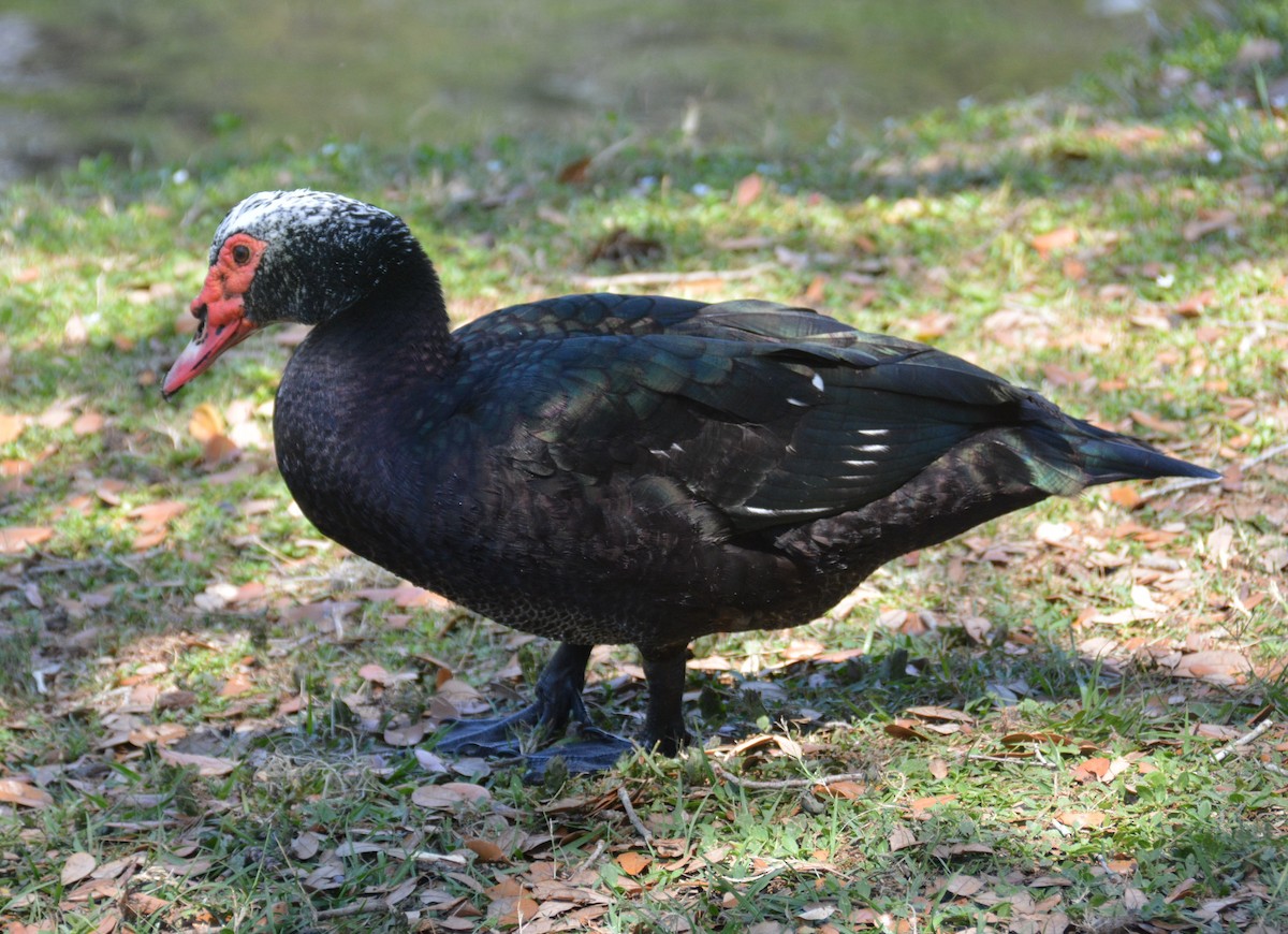Muscovy Duck (Domestic type) - John Whitehead