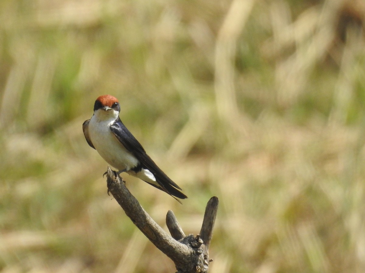 Wire-tailed Swallow - ML527851171