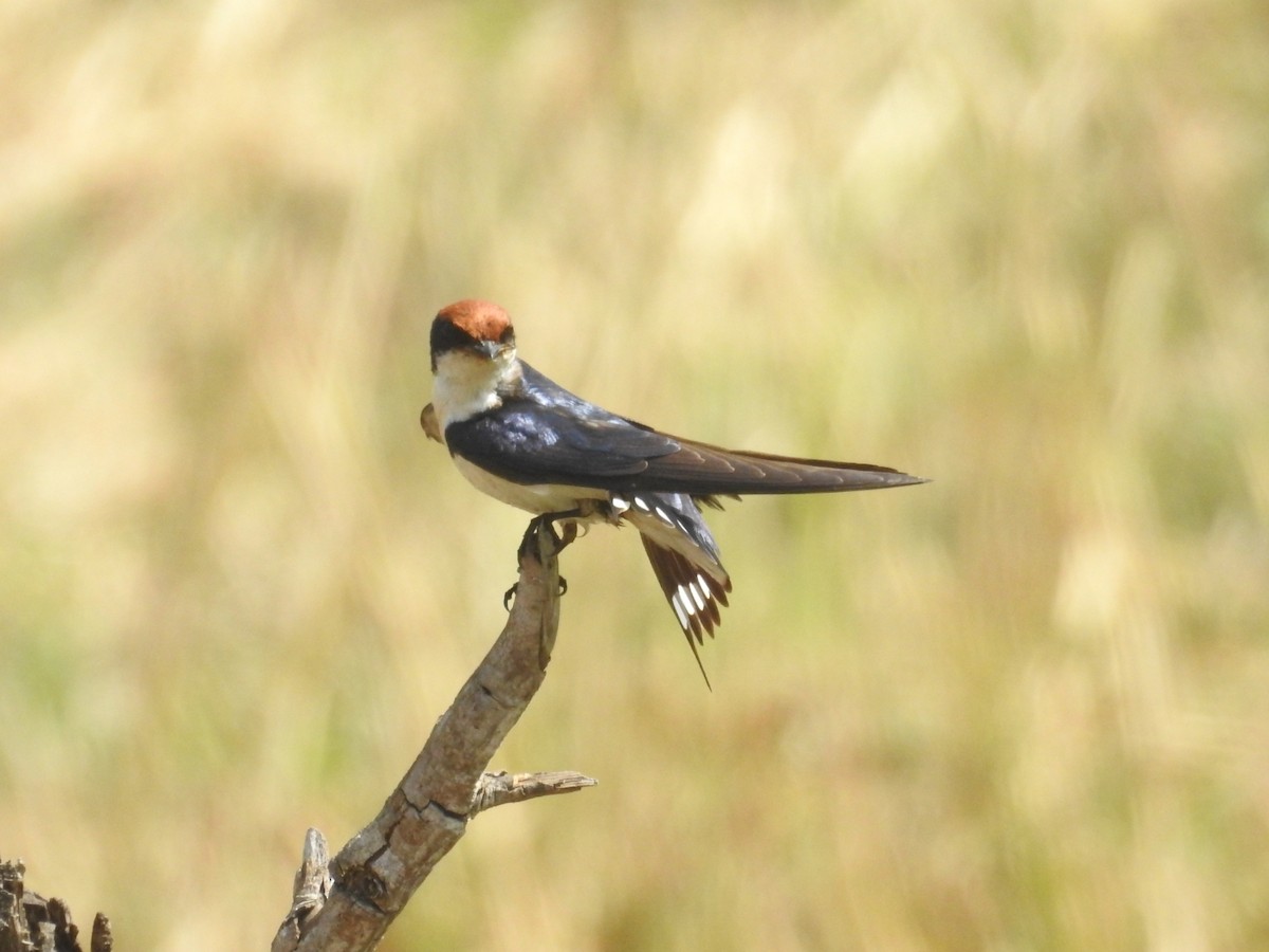 Wire-tailed Swallow - ML527851381