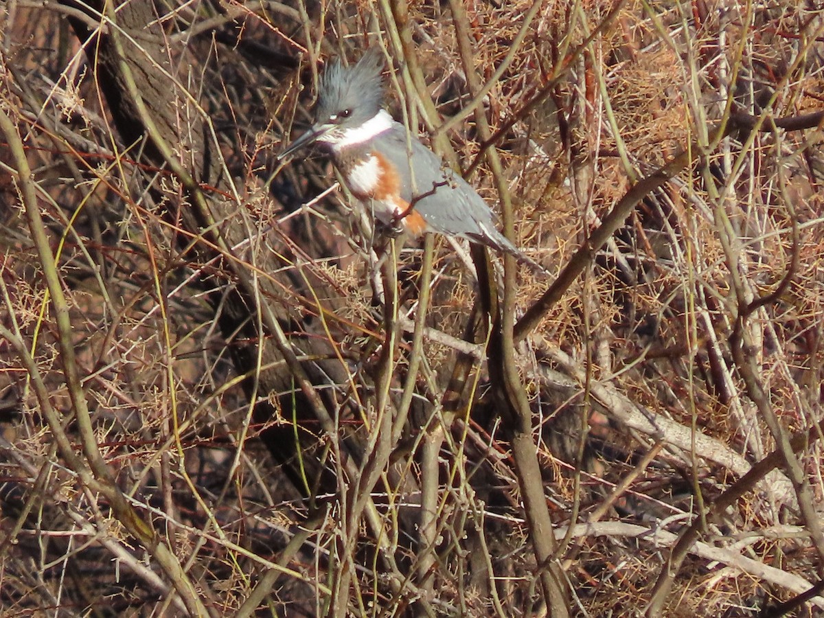 Belted Kingfisher - ML527851421