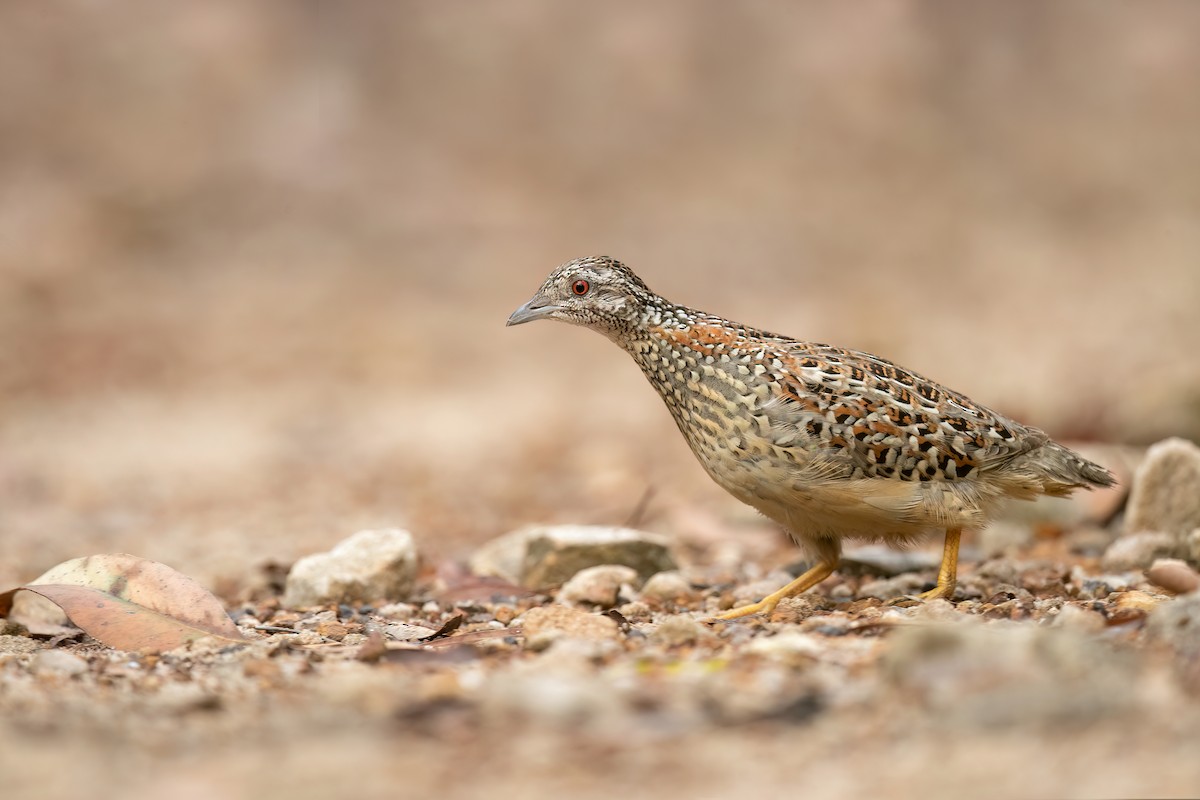 Painted Buttonquail - ML527851681