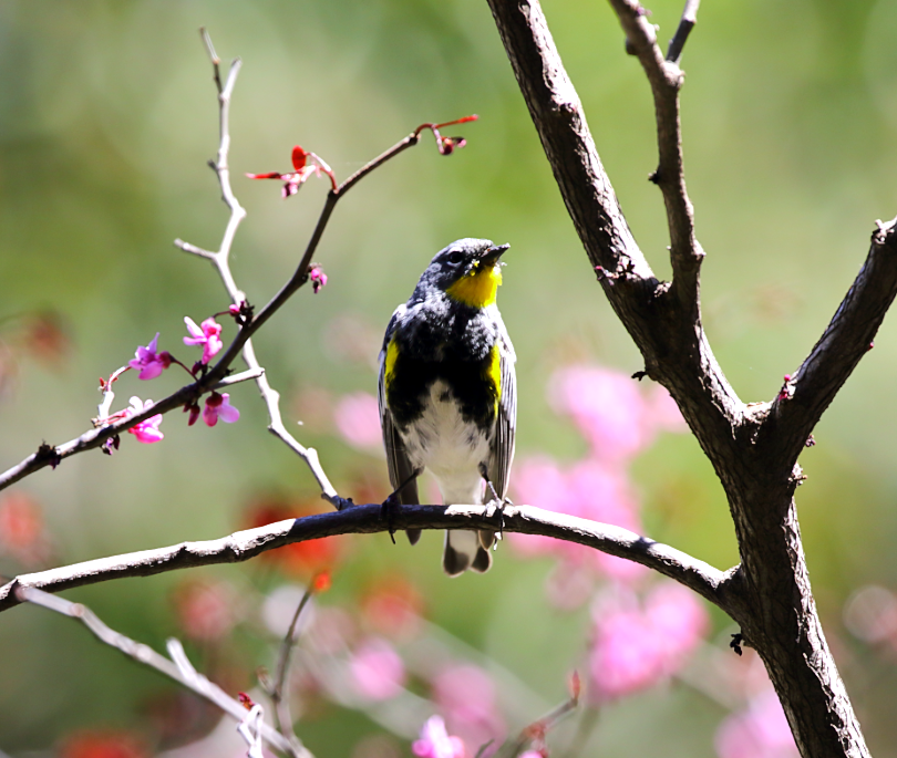 Yellow-rumped Warbler (Audubon's) - C. Jackson