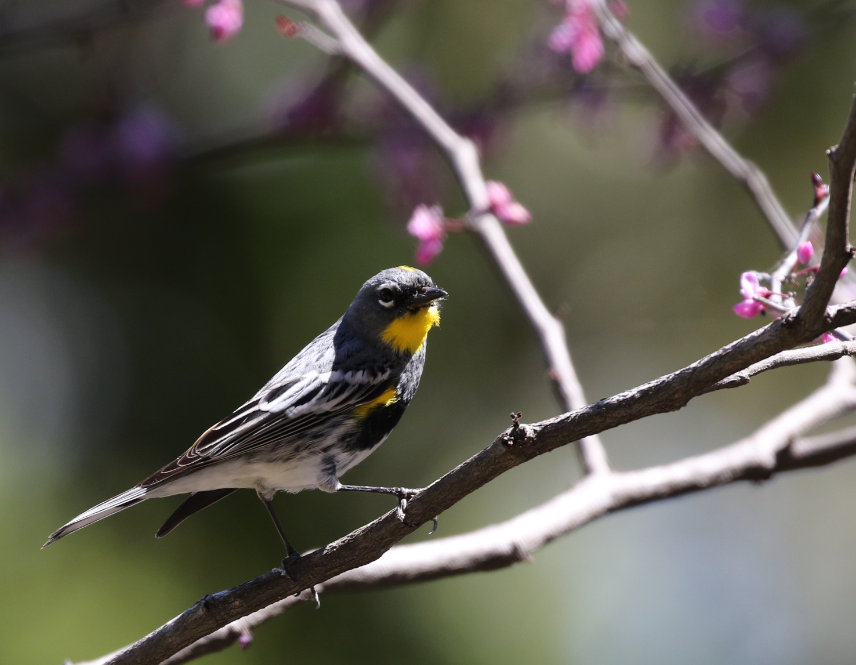 Yellow-rumped Warbler (Audubon's) - ML52785181