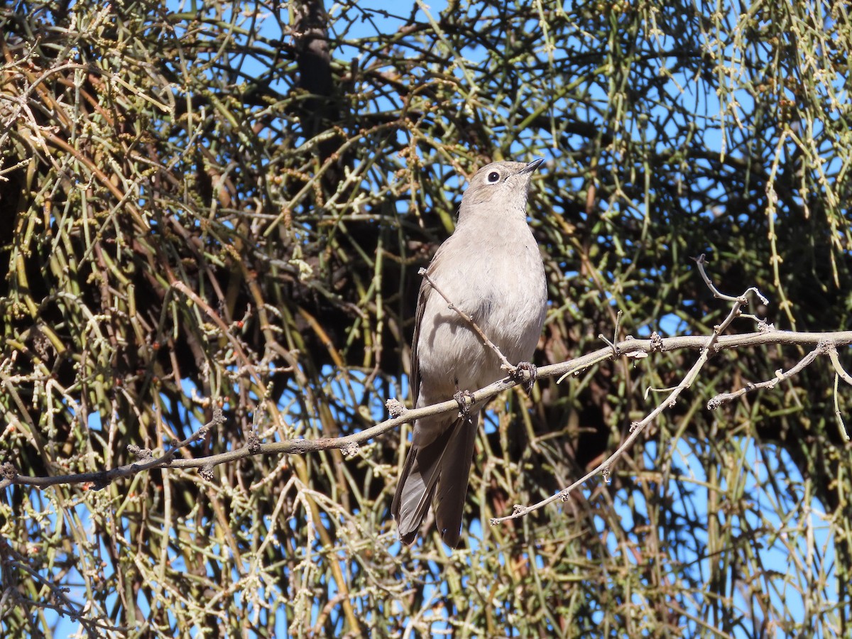 Townsend's Solitaire - ML527852221